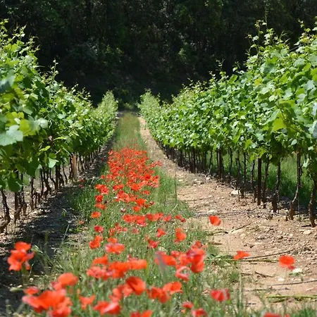 Au Temps Des Cerises Remoulins